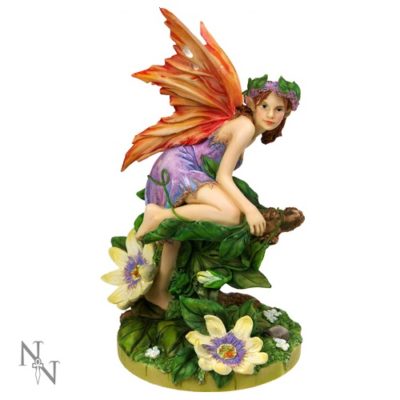 Passiflora Fairy