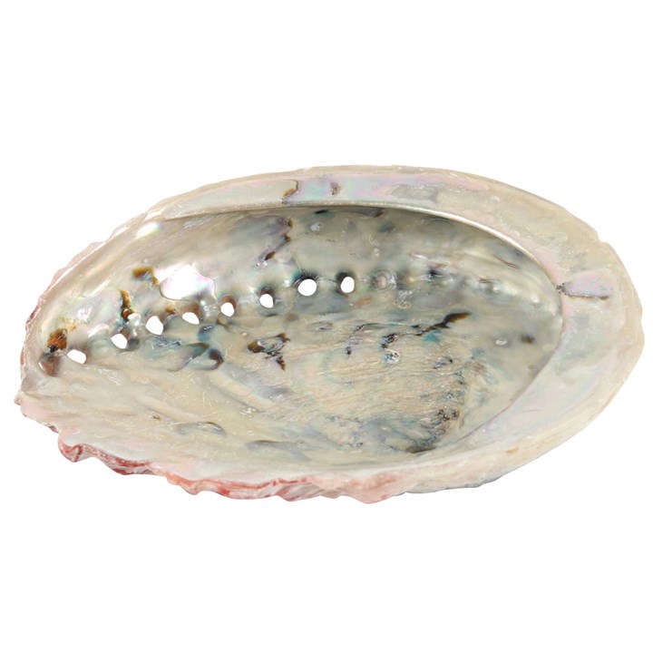 12-14cm Large Abalone Shell 12-14cm Large Abalone Shell